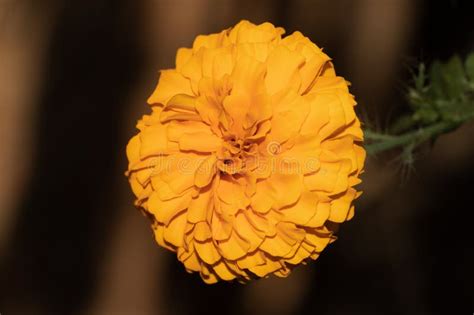 Closeup Image of the Marigold Flower Stock Photo - Image of nature ...