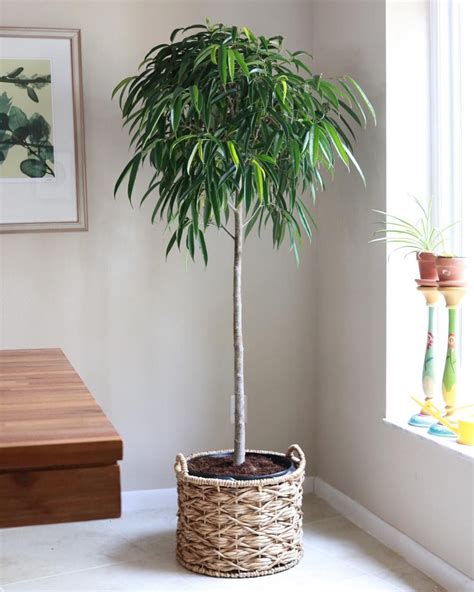 15 Of The Best Indoor Trees To Add Leafy Accents To Your Home Artofit