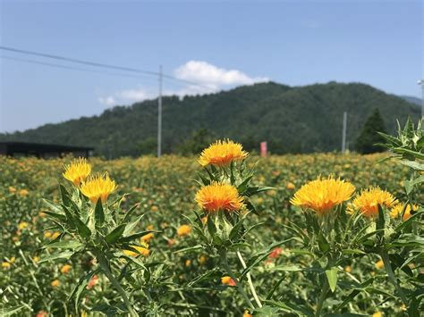 「紅花まつり」7月8（土）～9日（日）開催 日本の「紅」をつくるまち山形県・白鷹町 旅行新聞 株式会社旅行新聞新社