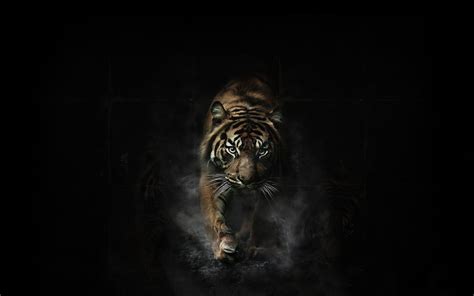 Black Tiger Wallpaper Iphone