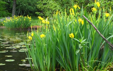 Conserving British Pond Plants Diapteron Shop