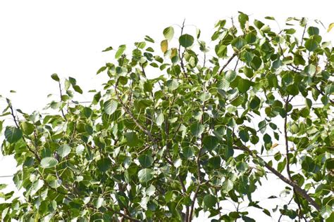 Sacred Fig Leaf Ficus Religiosa L Peepal Tree Bodhi Tree Bo Tree