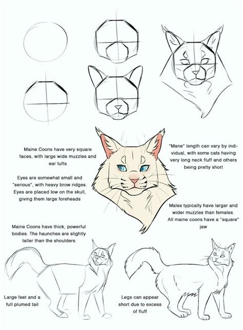 How To Draw A Cats Face With Different Angles And Head Shapes Step By