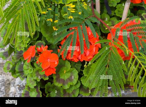 Green Templeton College Garden Stock Photo - Alamy