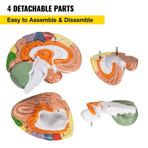 VEVOR Modelo de Cerebro Humano 4 Pcs Medical Anatómico Cerebro Humano