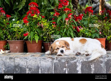 Little dog sleeping on flowery backyard Stock Photo - Alamy