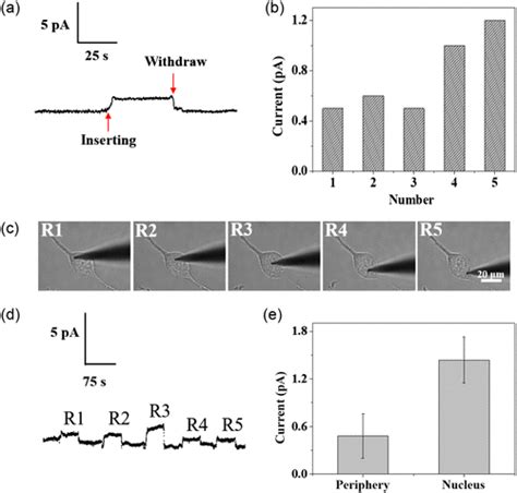 Real Time And Spatial Electroanalysis Of Biomolecules In One Living Cell Using Liquid Phase