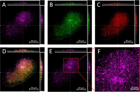 S Aureus Atcc Cells Atcc Bioz