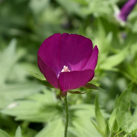 Callirhoe involucrata (purple poppy mallow) | Lurie Garden