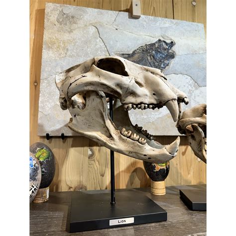 Cave Lion Skull Replica on custom stand - Prehistoricoregon