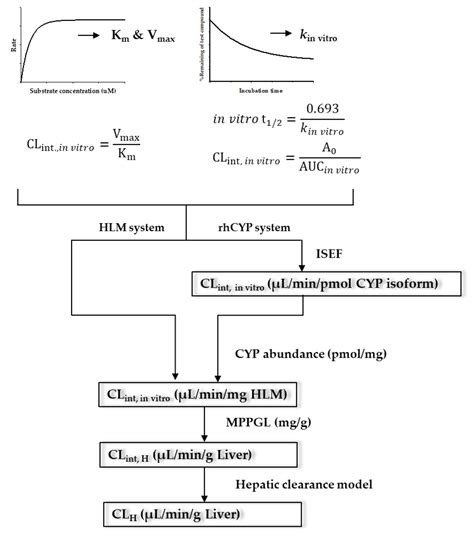 Pharmaceutics Free Full Text Interpretation Of Non Clinical Data For Prediction Of Human