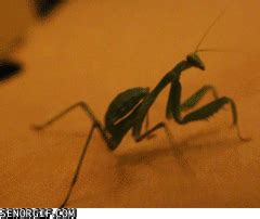 Grasshopper lol | Funny gif, Lol, Giphy