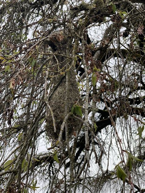 Nests before the leaves hide them.... : r/Portland