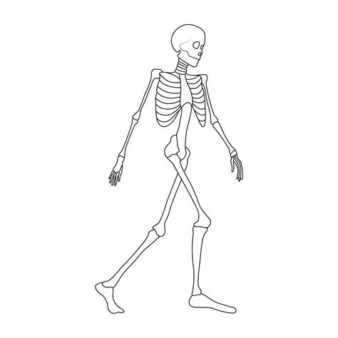 Continuous one line skeleton drawing outline vector art illustration ...