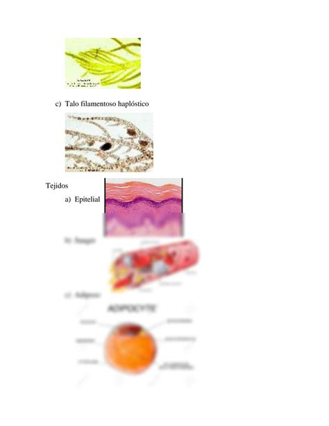 Solution Niveles De Organizacion Biologica Studypool