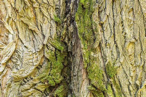 Photo gratuite Peuplier Noir Écorce Tronc Arbre Image gratuite