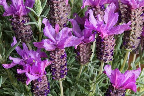 French Lavender Vs Spanish Lavender What Are The Differences A Z