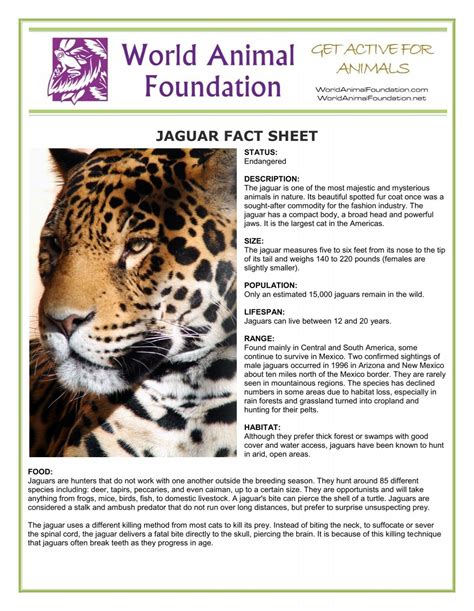 JAGUAR FACT SHEET - World Animal Foundation