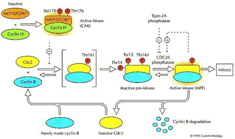 Cyclin Dependent Kinases Cak Handed Kinase Activation Current Biology