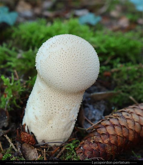 Vesse De Loup Perl E Lycoperdon Perlatum Ou Lycoperdon Gemmatum