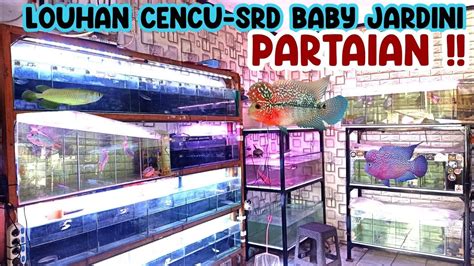 CEKUPDATE HARGA LOUHAN LOKAL BABY ARWANA JARDINI PASAR IKAN