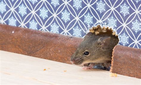 Cómo acabar con los ratones en casa