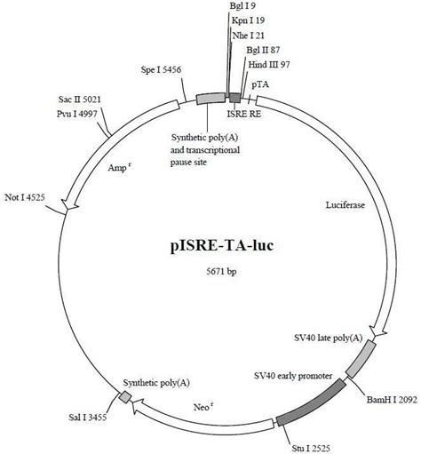 Isre萤光素酶报告基因质粒