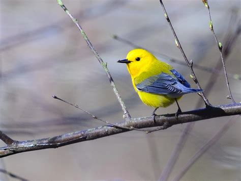 7 Yellow And Gray Birds Id Song Photo Guide