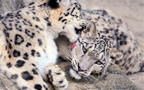 Wallpaper Wildlife Couple Big Cats Zoo Whiskers Cheetah Snow