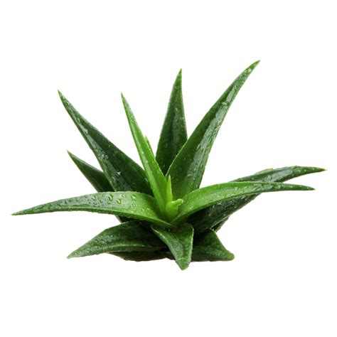 Aloe Vera Leaf Png