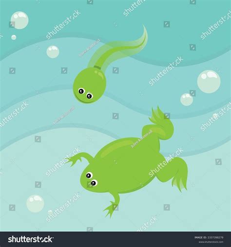 Xenopus and tadpole cartoon characters vector - Royalty Free Stock ...