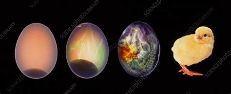 Chicken embryo development - Stock Image - P681/0057 - Science Photo ...