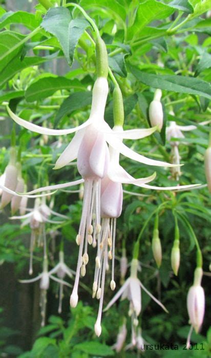 White Fuchsia Plant And Nature Photos Moments In Time