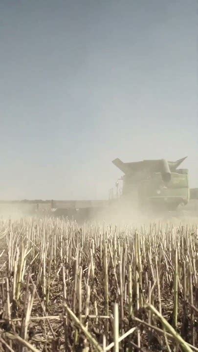 John Deere Combines Harvesting Sunflower🌻 Youtube