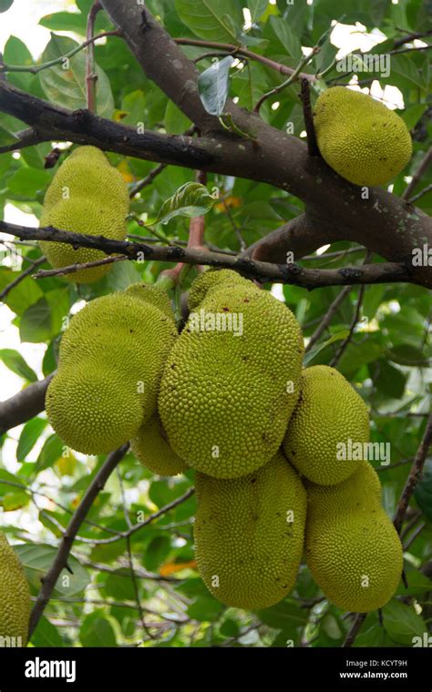 Breadfruit, Hana Highway, Maui, Hawaiian Islands, USA Stock Photo - Alamy