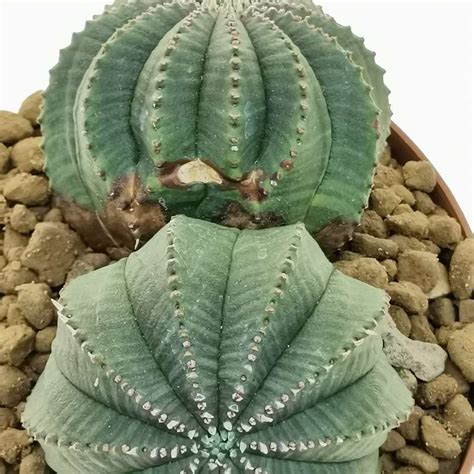 Euphorbia Obesa F Dicotomica Rare Form Cm Euphorbiaceae