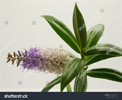 Hebe Great Orme Close Plant Showing Stock Photo 1700815477 Shutterstock