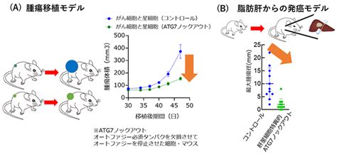 肝がん進展に関わる新たな分子を発見～肝細胞がんの新規治療薬への臨床応用に期待～ ページ 3 テック・アイ生命科学