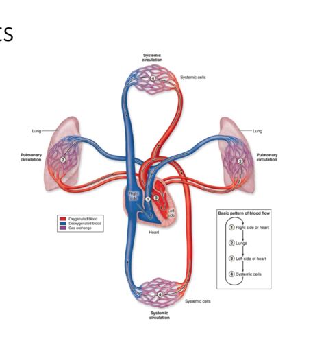 BLOCK 2 Histology Cardiovascular System CVS Flashcards Quizlet