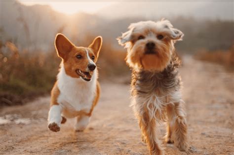 Cuánto viven los perros en años humanos Gosbi Pet Food