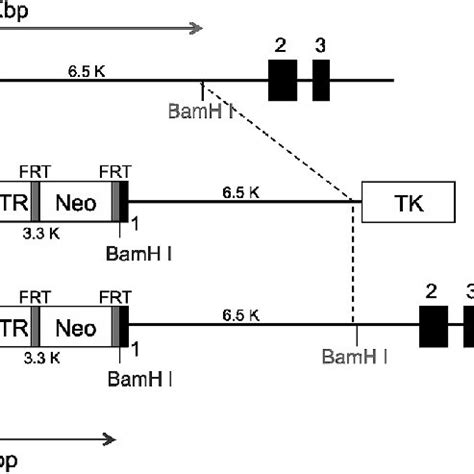 Generation Of CD204 DTR Mice A Schematic Diagram Of The CD204 DTR