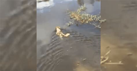 Facebook viral Perro ingresa a lago infestado de cocodrilos y trágico