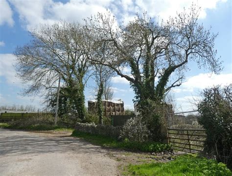 Willow Gout Roger Cornfoot Cc By Sa Geograph Britain And Ireland