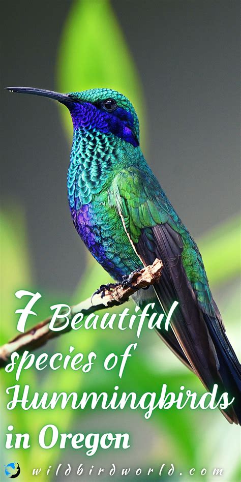 Hummingbirds In Oregon 7 Species With Pictures Artofit