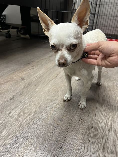 LOST & FOUND PETS - MUSKEGON COUNTY & SURROUNDING AREA | Facebook