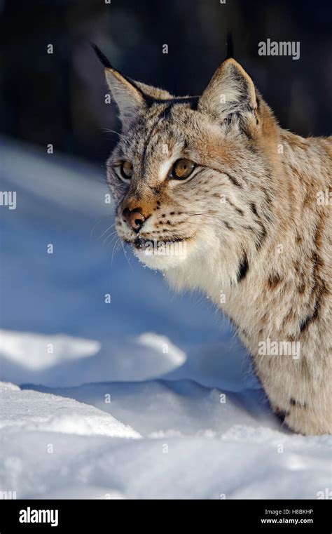 Eurasian Lynx (Lynx lynx) in snow, Flatanger, Norway Stock Photo - Alamy