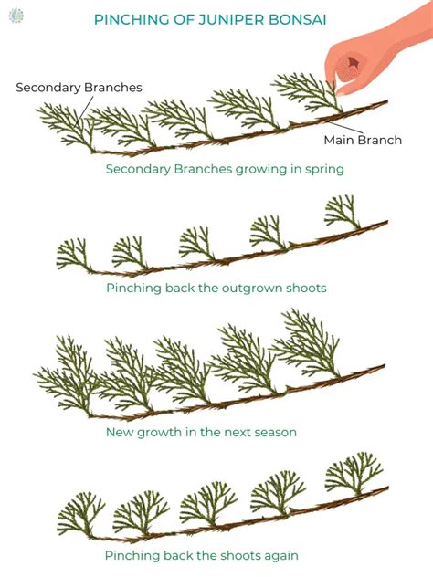 Pruning juniper bonsai