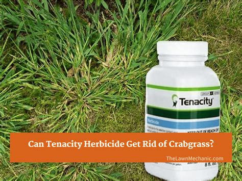 Can Tenacity Herbicide Get Rid of Crabgrass?