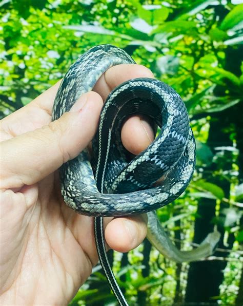 Vietnamese Blue Beauty Rat Snake By Pauls Cool Scales Morphmarket