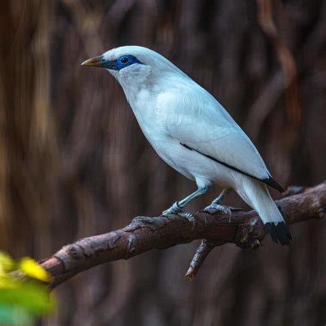 Bali Starling on branch 12767566 Stock Photo at Vecteezy